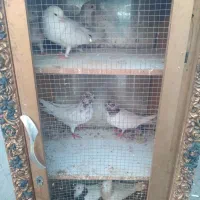 کبوتر فروشی