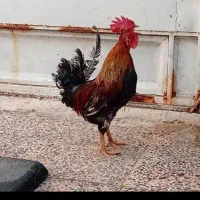 خروس