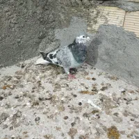 کفتر ساده سه رگ