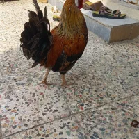 خروس عربی