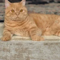 گربه بریتیش نر