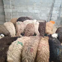 آخور گوسفند و گوساله