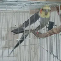 عروس هلندی سخنگو