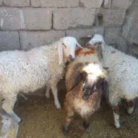 سه تا بره