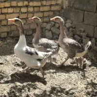 قوغاز