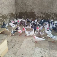 کبوتر تهرانی پرشی گروهی