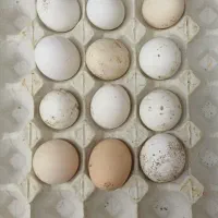 تخم مرغ گلین نطفه دار
