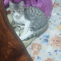 گربه