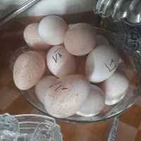 تخم بوقلمون