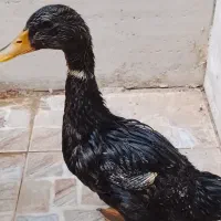 اردک ۵ماهه