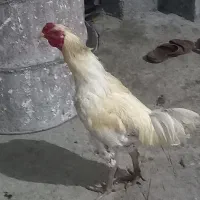 دو عدد خروس لاری