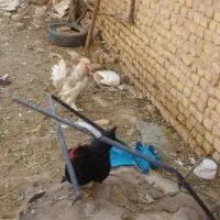 مرغ و خروس نژاد دار