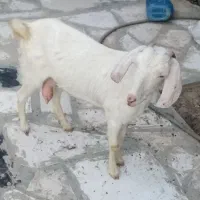 کهره ماده