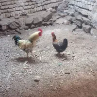 خروس ومرغ سالم