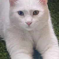 گربه ماده