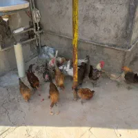 جوجه محلی