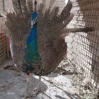 طاووس نر تازه بالغ