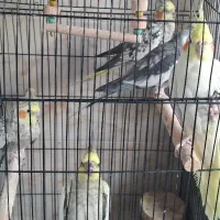 عروس هلندی