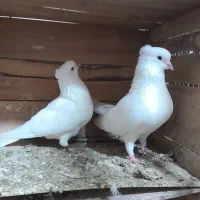 کبوتر