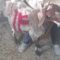 بره نر هترو