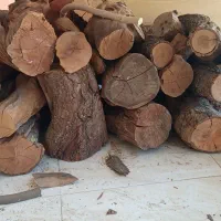 چوب گیلاس ، زردآلو و چند عدد کالباسی گردو