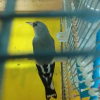 سهره کرمونی