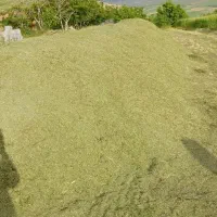 چهار۴ تن یونجه کوبیده شده چین دوم بدون گیاه