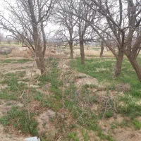 نهال عناب ممتاز و با کیفیت سیوجان بیرجند