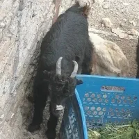 بز غاله نر  سرحال بدون مریضی آموخته نون خشک بی صدا