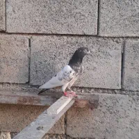 کبوتر|پرنده|میناب, |دیوار