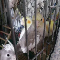 جوجه عروس دوماهه