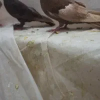 سرک. بهبونی. پلاکی سبز