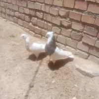 طوقی