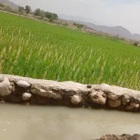 بذر برنج ب اندازه ی سه هزار متر