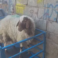 گوسفند