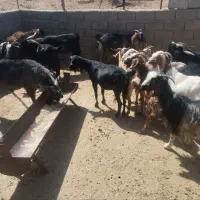 بز و دبر چاق