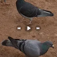 پلاکی رفته تاخت نیومده