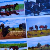 اسکله مرداب و تالاب قایق