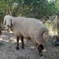 قوچ نژاد دار افشاری