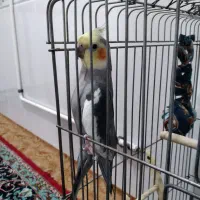 طوطی عروس هلندی