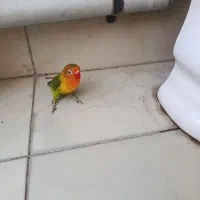 طوطی