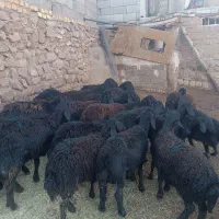 بره ماده قره قزل اصل