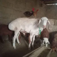 قوچ چینی (افغان)