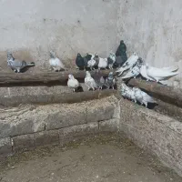 کفتر ساعتی اوچان اویناخ شدید
