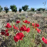 باغ-دنج-بزرگ