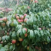باغداری حرفه ای