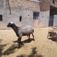 بره نر چال