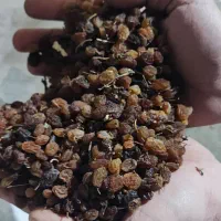 کشمش سایه خشک