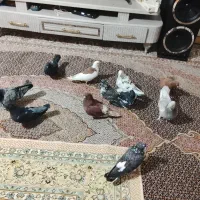 11عدد گفت تهرانی ساعتی