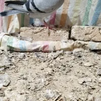 پلاکی|پرنده|صالح آباد, |دیوار